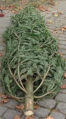 Weihnachtsbaum 2011